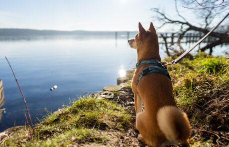 Hund, Kongresshotel Potsdam, Hundefreundlich, Haustiere, Templiner See, Wanderweg, Seeblick